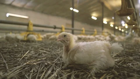 Merry chicken sleeping, drinking water and eating food in a poultry house Stock Footage 99283704