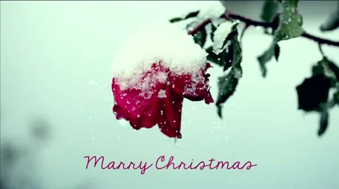 Merry Christmas vintage title near a red rose covered of snow . Stock Footage