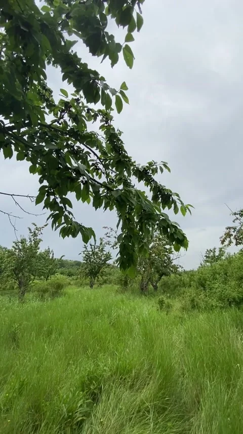 Merry orchards Stock Footage 157206529