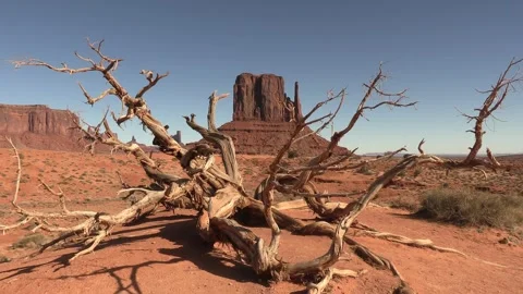 Mesa Butte framed by dead tree in Monument Valley Stock Footage 328260770