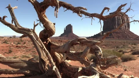 Mesa Butte framed by dead tree in Monument Valley Zoom In 2 Stock Footage 328260902