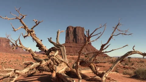 Mesa Butte framed by dead tree in Monument Valley Zoom In 1 Stock Footage 328260906