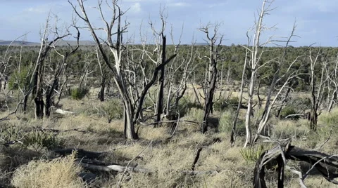 Mesa Verde fire drive by-slow-POV-N8-HD P-1813 Video stock 40272631