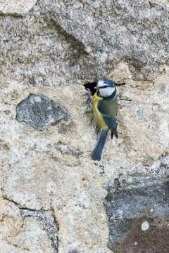 Mésange Stock Photos