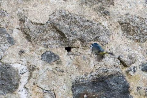 Mésange Stock Photos