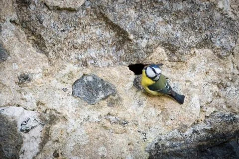 Mésange Stock Photos