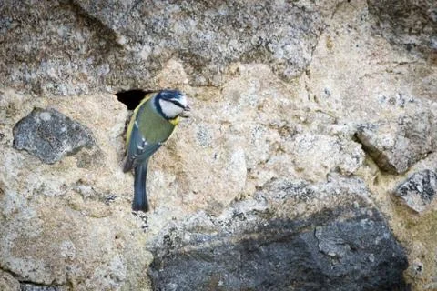 Mésange Stock Photos