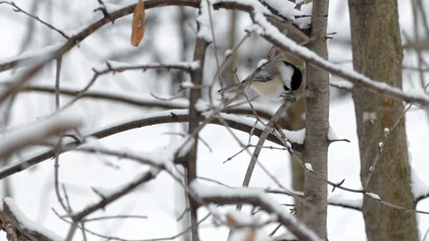 Mesange sitting on a tree by winter Stock Footage 109246215