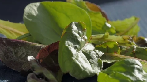 Mesclun Lettuce Leafs Fall in Slow Motion onto a Pile of Spring Mix Stock Footage 71819729
