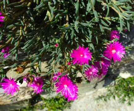 Mesembryanthemum Stock Photos