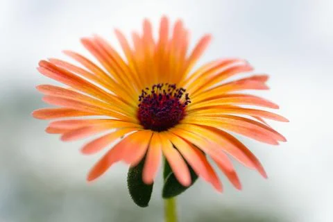 Mesembryanthemum. Fotos de archivo