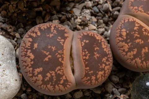 Mesembs (Lithops aucampia) South African plant from Namibia in the botanica.. Stock Photos