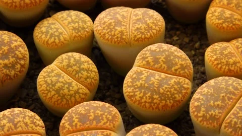 Mesembs (Lithops sp.) is a species of Lithops found in South Africa Stock Footage 144411128