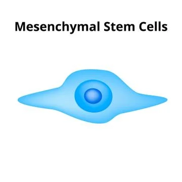 Mesenchymal stem cells. Stem cell structure. vector illustration on isolated Stock Illustration