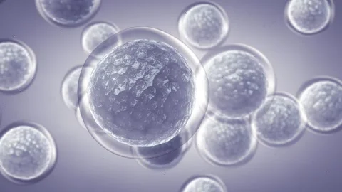 Mesenchymal stem/stromal cells (MSC) Stock Footage 252673174
