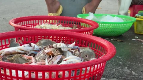 Mesh baskets hold sorted crabs and mantis shrimps, their still forms displayed 스톡 동영상 325432008