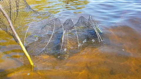 Mesh with fish in the river 스톡 동영상 90864051