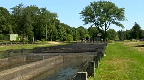 Mesh nets over fish hatchery raceway Stock Footage 12186057