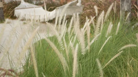 Mesh retro hipster hammock hanging in garden with high green grass in daylight Stock Footage 120159820