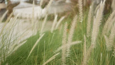 Mesh retro hipster hammock hanging in garden with high green grass in daylight Stock Footage 121107350