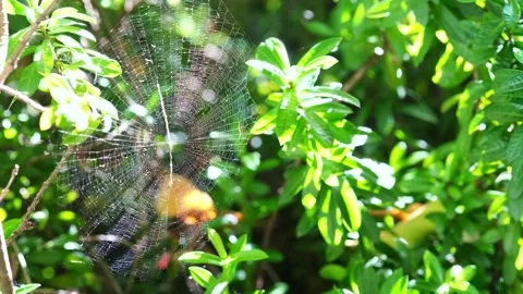 A mesh trap like a spider's web is strung mid air to catch any passing prey.. Stock Footage 300078595