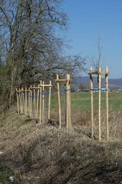 Mesh tree guard protecting young tree from wildlife damage. Stock Photos