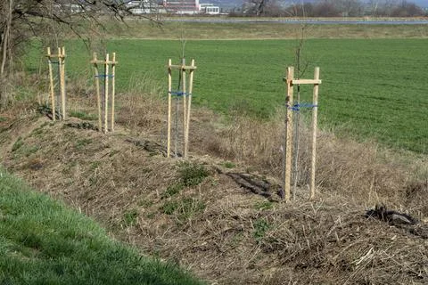 Mesh tree guard protecting young tree from wildlife damage. Seedling or sapling Stock Photos