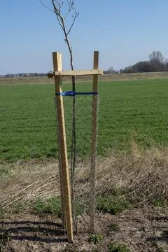 Mesh tree guard protecting young tree from wildlife damage. Seedling or sapling Stock Photos