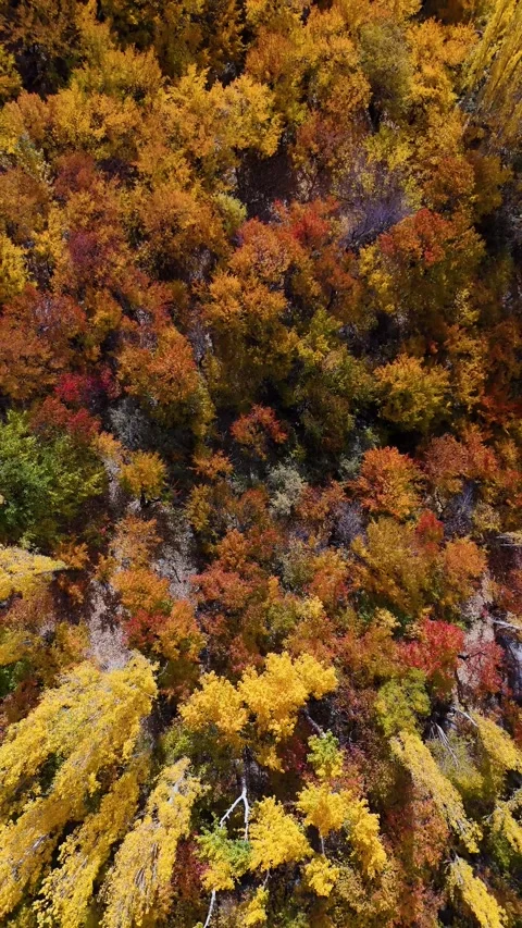 Mesmeric flight over golden trees – vertical drone above Kargil. Stock Footage 310665015