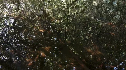 Mesmerising shimmering water with reflections of trees Stock Footage 248906080