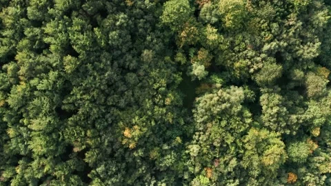 Mesmerising top down aerial shot of the forest tree canopy with rotation Stock Footage