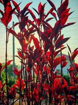 Mesmerized by Blossoms, A Close-Up Symphony of Nature Stock Photos
