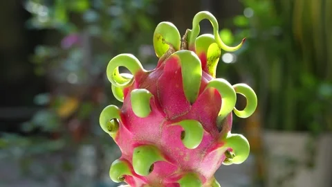 Mesmerizing 4K Close-Up of a Pink Dragon Fruit Slowly Spinning. Stock Footage 315389407