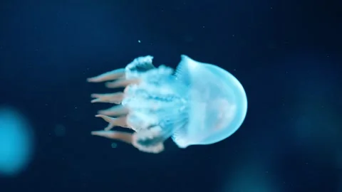 Mesmerizing 4K slow-motion video of a jellyfish gliding through deep blue Stock Footage 289410443