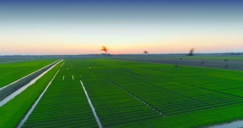 Mesmerizing Aerial Shooting Of Rice Fields Stock Footage 162669371