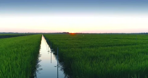 Mesmerizing Aerial Shooting Of Rice Fields Stock Footage 162669447