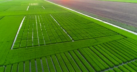 Mesmerizing Aerial Shooting Of Rice Fields Stock Footage 162669645