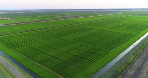 Mesmerizing Aerial Shooting Of Rice Fields Stock Footage 162669703