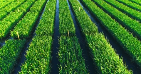 Mesmerizing Aerial Shooting Of Rice Fields Stock Footage 162669879