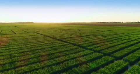 Mesmerizing Aerial Shooting Of Rice Fields Stock Footage 162669945