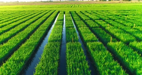 Mesmerizing Aerial Shooting Of Rice Fields Stock Footage 162670054