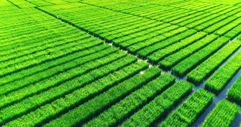 Mesmerizing Aerial Shooting Of Rice Fields Stock Footage 162670185