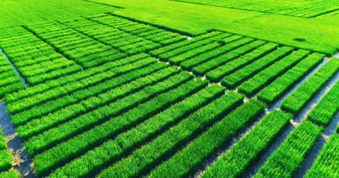 Mesmerizing Aerial Shooting Of Rice Fields Stock Footage 162670335