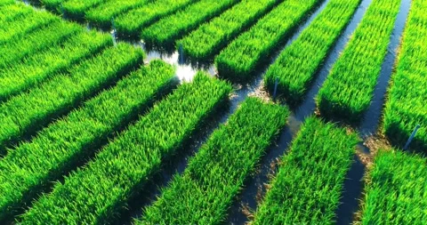 Mesmerizing Aerial Shooting Of Rice Fields Stock Footage 162670407