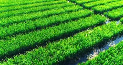 Mesmerizing Aerial Shooting Of Rice Fields Stock Footage 162670501