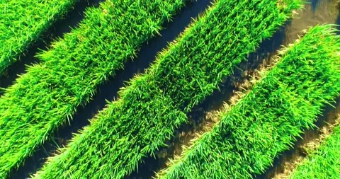 Mesmerizing Aerial Shooting Of Rice Fields Stock Footage 162670621