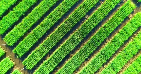 Mesmerizing Aerial Shooting Of Rice Fields Stock Footage 162670694