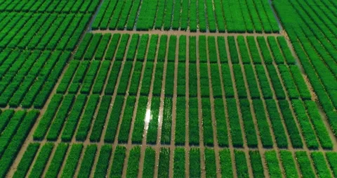 Mesmerizing Aerial Shooting Of Rice Fields Stock Footage 162670835