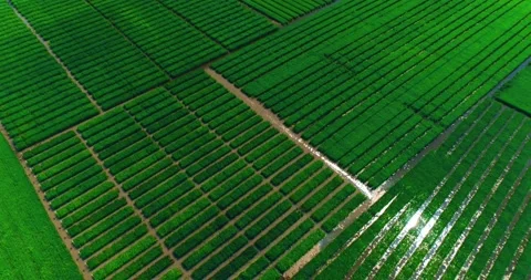 Mesmerizing Aerial Shooting Of Rice Fields Stock Footage 162671033