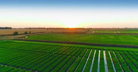 Mesmerizing Aerial Shooting Of Rice Fields Stock Footage 162671166